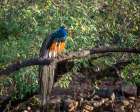 India, Rajasthan. Ranthambore NP. Male peafowl or peacock in morning sunlight perched on a branch Art Print